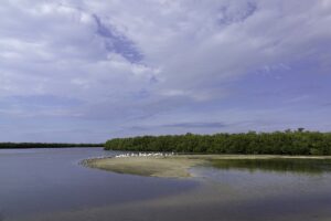 J.N. Ding Darling Wildlife Refuge